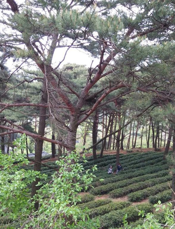 Korean Traditional House - Chungnokdang Hotel Poszong Kültér fotó